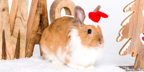 Lustiges Weihnachtshase