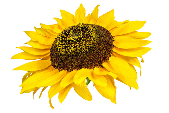 Sunflower isolated on white