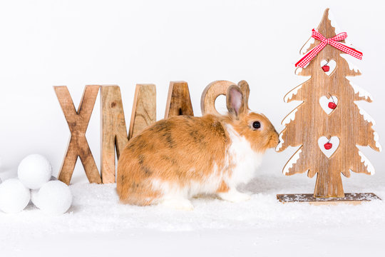 Die 97 Besten Bilder Stock Fotos Und Vektorgrafiken Zu Schone Weihnachten Adobe Stock