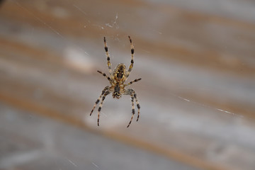 Spider