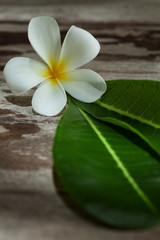 close up view of frangipani flower on color back