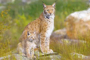 Lynx mother and her cub sits in the forest