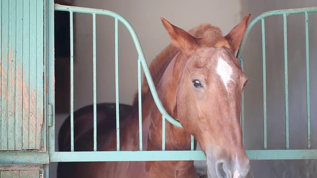 Horse