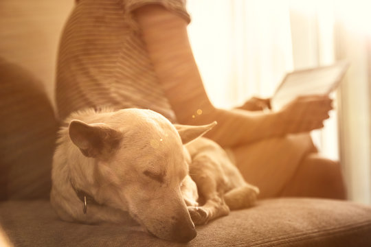 Close up on a dog sleeping and woman holding tablet and reading  in the background. Sunset rays.