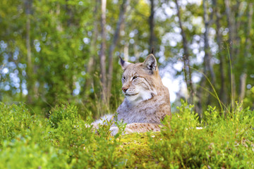 Eurasian lynx lying in the green grass