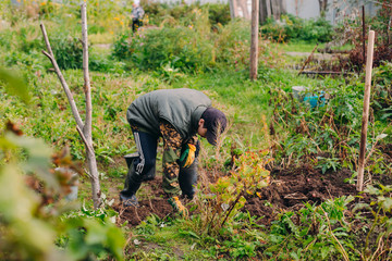Farmer on his farm parcel in work clothes harvests potato