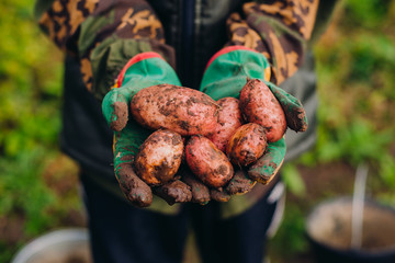 Fresh potatoes in farmer's hands. Soilwork concept