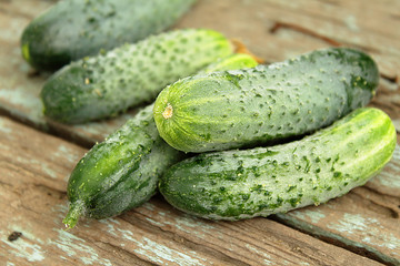 Freshly picked cucumbers