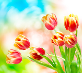 Tulip flowers close up