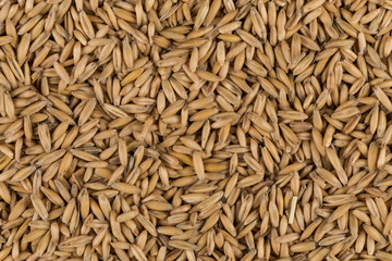 natural oat grains background, closeup