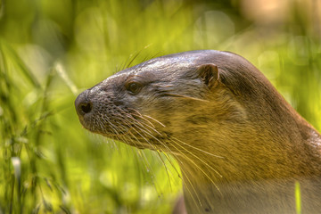Head of a European otter