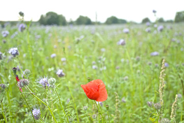 Fototapeta premium Einzelne Mohnblume vor einem Bienenweide Feld 