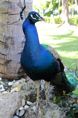 Fototapeta premium Blauer Pfau in Parkanlage 