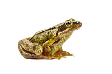Common brown frog sideview look