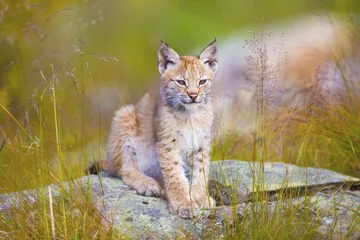 Gordijnen Cute young lynx cub sitting in the grass © kjekol
