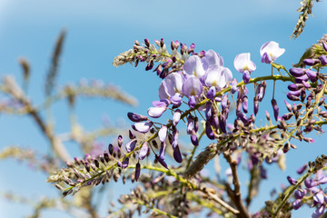 Blooming wisteria against blue sky