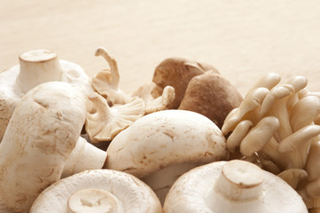 Selection of fresh edible mushrooms