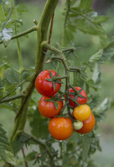 Branch of tomatoes