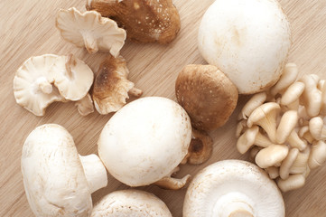 Different white mushrooms