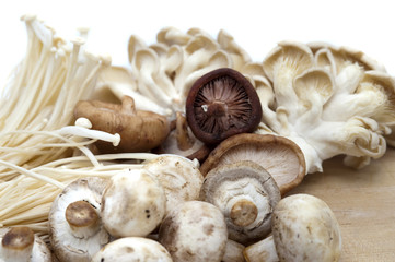 Assortment of edible fresh mushrooms
