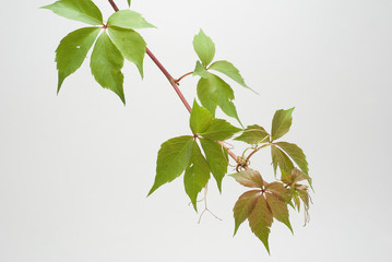 Plant (Parthenocissus)  isolated on white background.