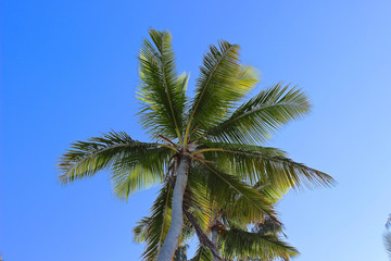 Palmen-Krone in der Karibik