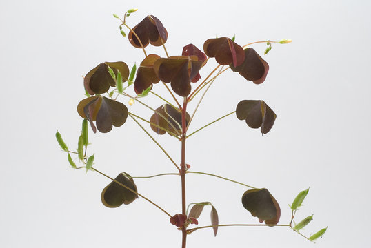Flower (Oxalis triangularis)  isolated on white background.