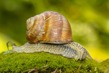 Escargot