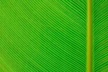 Close up green leaf line, Background and texture