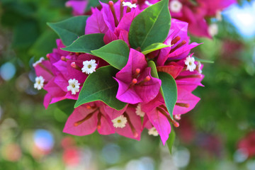 Pinke Bougainvillea mit weißen Blüten in der Karibik 