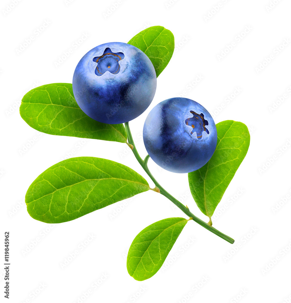 Wall mural blueberries branch isolated on white background with clipping path