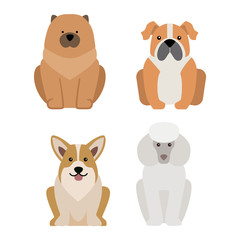Vector illustration of different dogs breed isolated on white background. Flat dogs breed vector icon illustration, flat dogs breed isolated vector. Dog breed flat silhouette