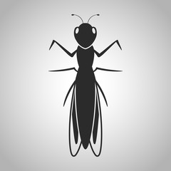 insect icon