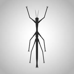 insect icon