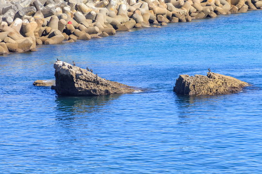 Corvos marinhos a secar a plumagem em Peniche