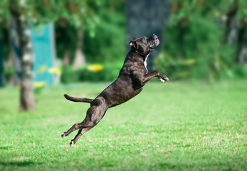 american pitbull terrier jump - obrazy, fototapety, plakaty