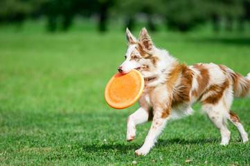 chokolate marble border collie with orange frisby disk running i