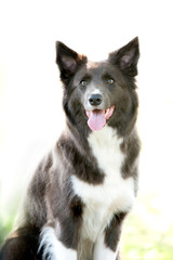 silver grey border collie portrait