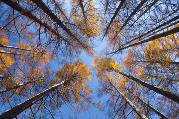 Beautiful autumn trees of pine forest in autumn season