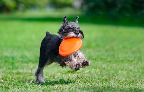 miniature schnauzer runs with frisby disk on a summer field