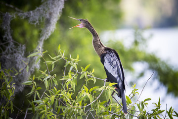 An Anhinga perched in a tree.