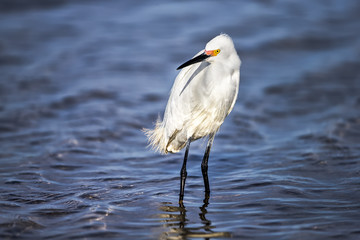 A snowy egret looking off camera.