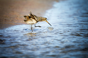 A willet shaking water off along a beach shoreline.