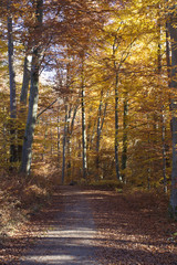 Obraz premium Herbststimmung