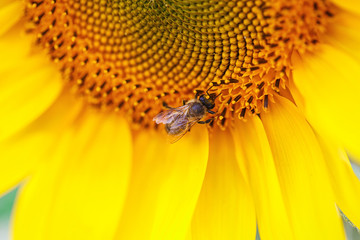 Bee on a sunflower