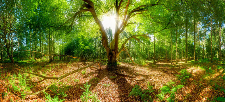 Großer Baum im Wald - Sonnenstrahlen durchbrechen Baumkrone eines alten Baumes