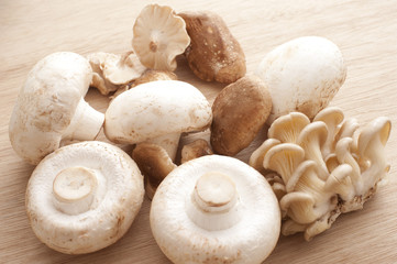 Close-up of different mushrooms