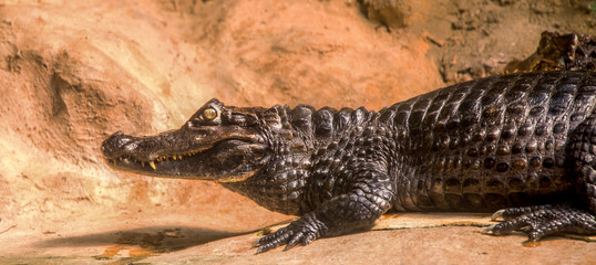 Caiman portrait
