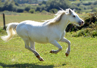 Obraz na płótnie Canvas White Horse