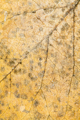 Autumnal dried leaves - texture